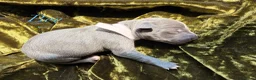 Mixed Breed dogs for sale: Italian Greyhound x Whippet puppys - Advert 6