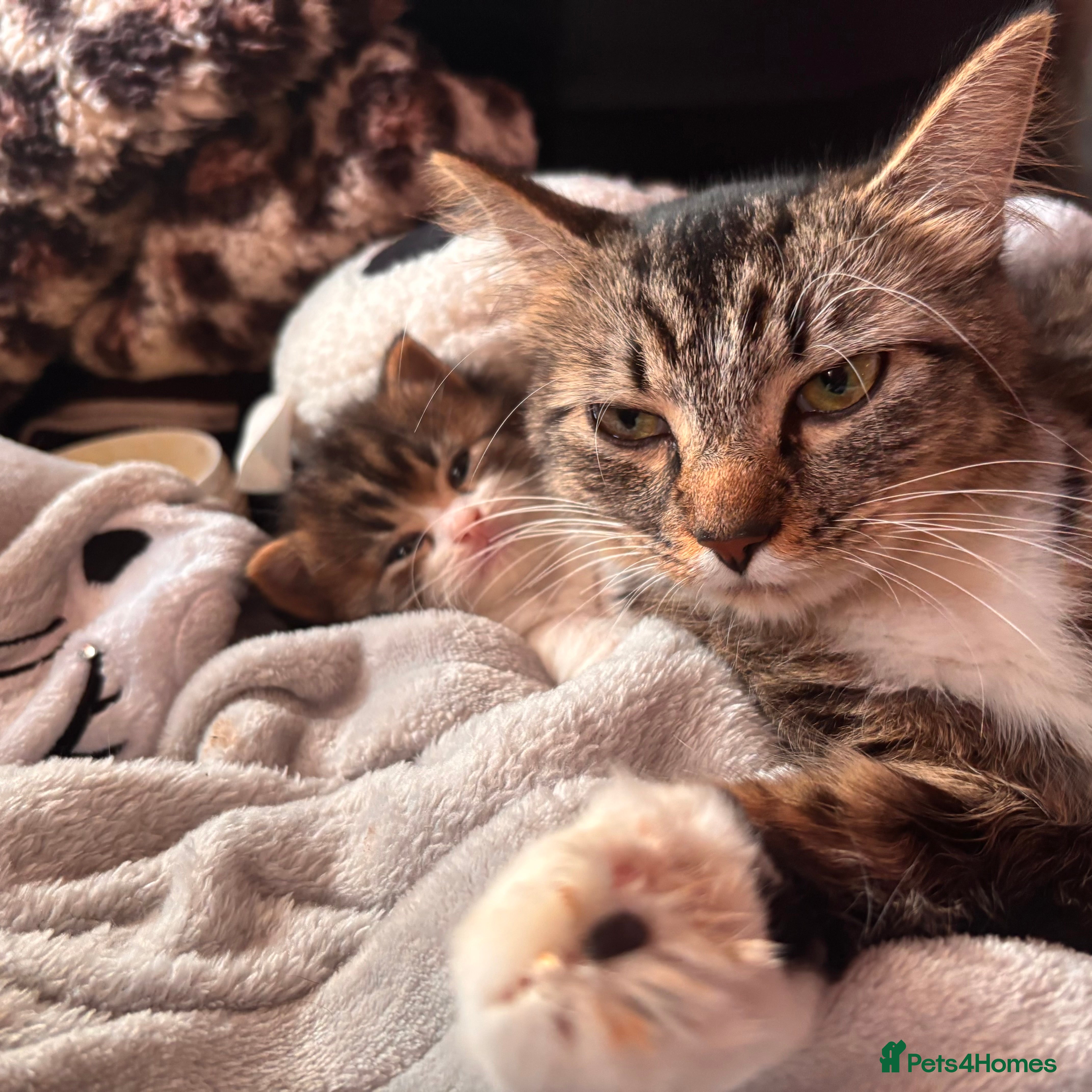 British Longhair cats Long tabby kittens 8weeks ready to go - Advert 1