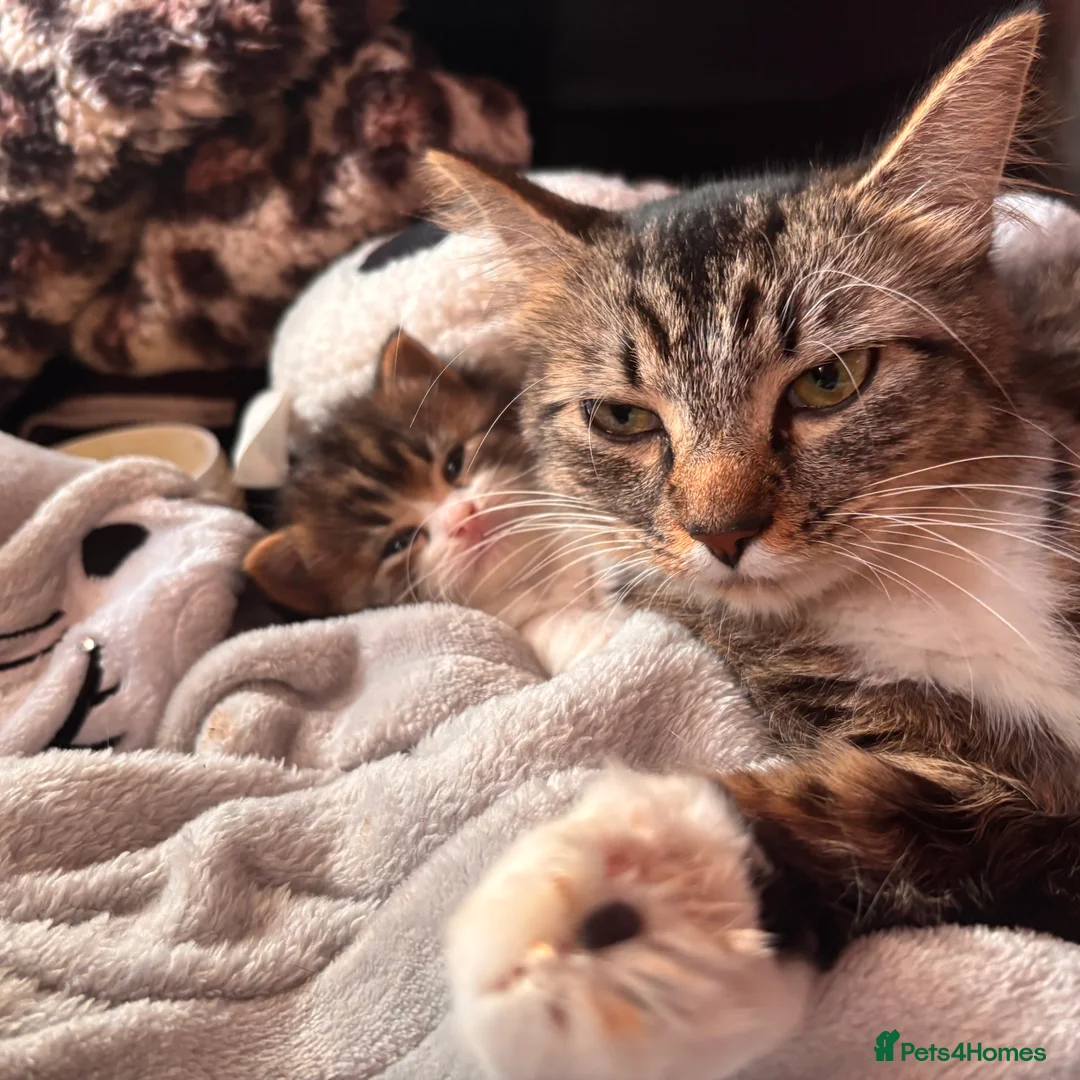 British Longhair cats for sale: Long hair tabby kittens ready to go - Advert 1