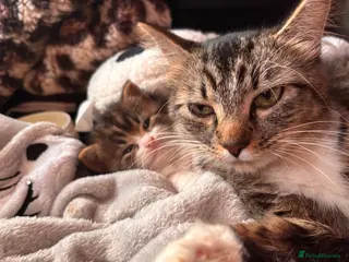 British Longhair cats Long tabby kittens 8weeks ready to go - Advert 1