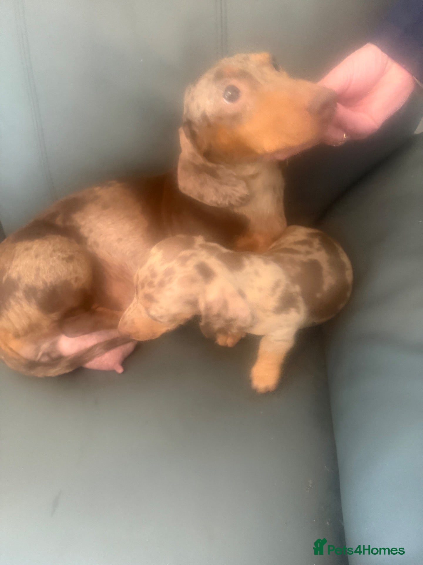 Miniature Dachshund dogs miniature dachshund puppies  - Advert 2