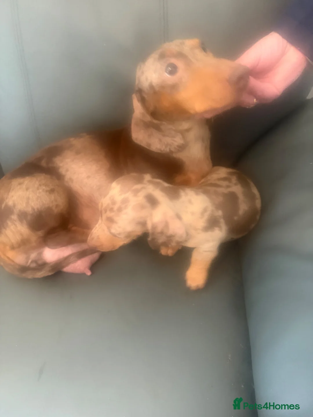 Miniature Dachshund dogs for sale: miniature dachshund puppies  in Ferryhill - Advert 2