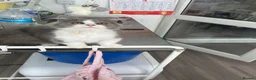 Munchkin cats for sale: Minuet Cats  - Advert 3