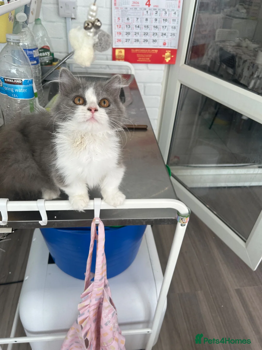 Munchkin cats for sale: Minuet Cats  - Advert 3