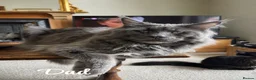 Maine Coon cats for sale: Maine Coon Kittens Russian & European Lines  - Advert 11