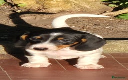 Dachshund dogs for sale: Miniature smooth Piedbald Dachshunds  in Cardiff - Image 1