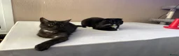 Mixed Breed cats for sale: Scottish Fold&British Shorthair  - Advert 6