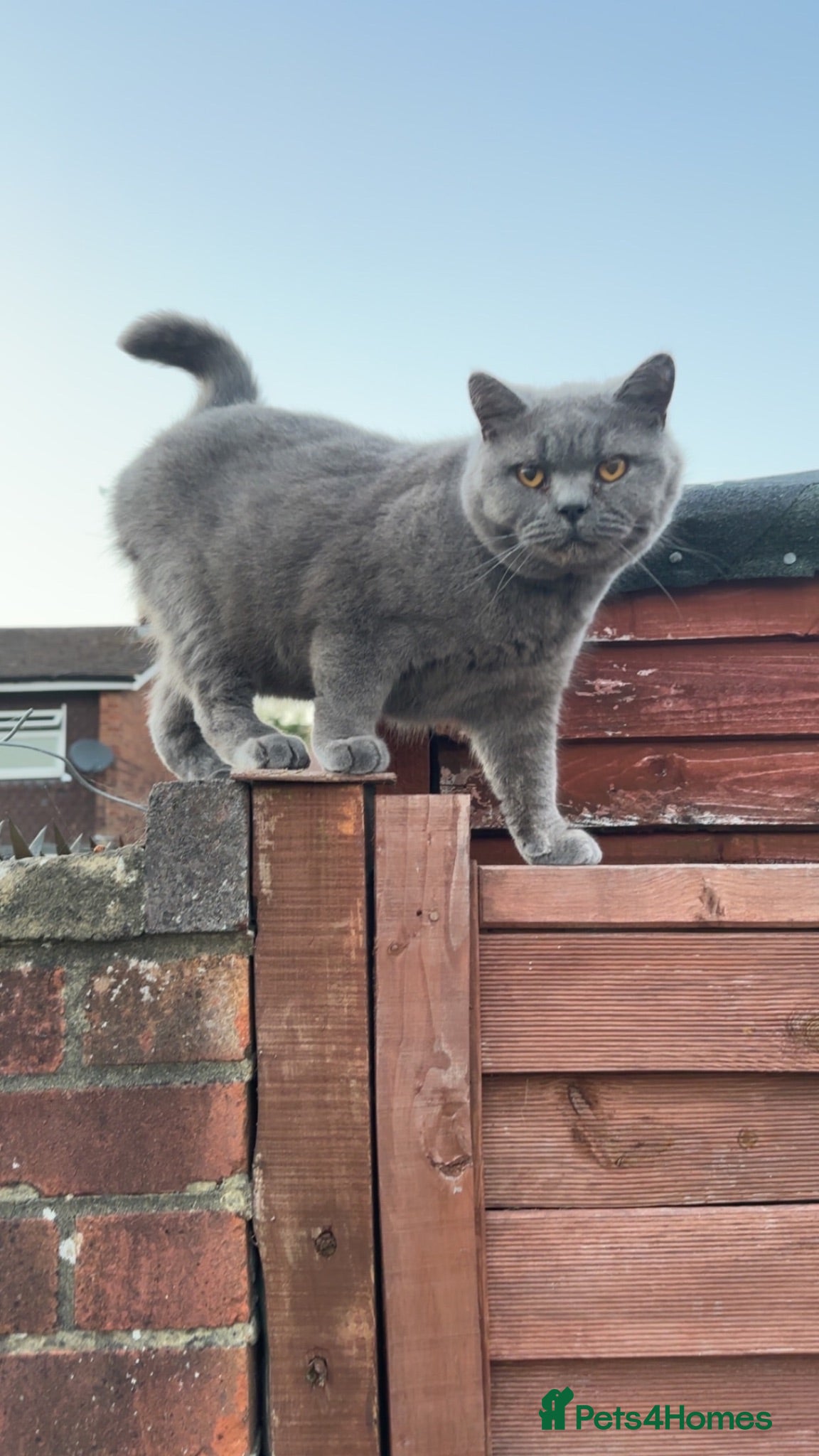 Mixed Breed cats Cat for sale!!! - Advert 1