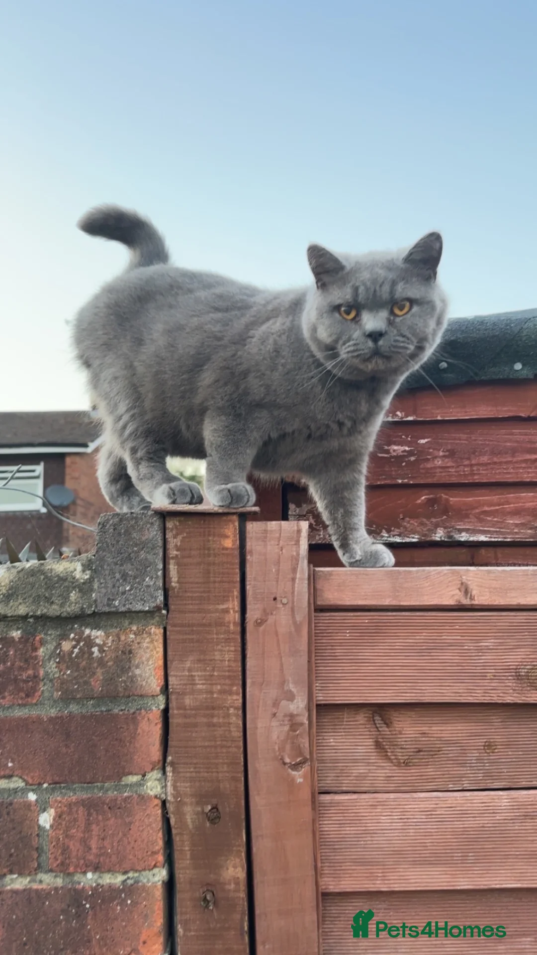 Mixed Breed cats for sale: Cat for sale!!! - Advert 1