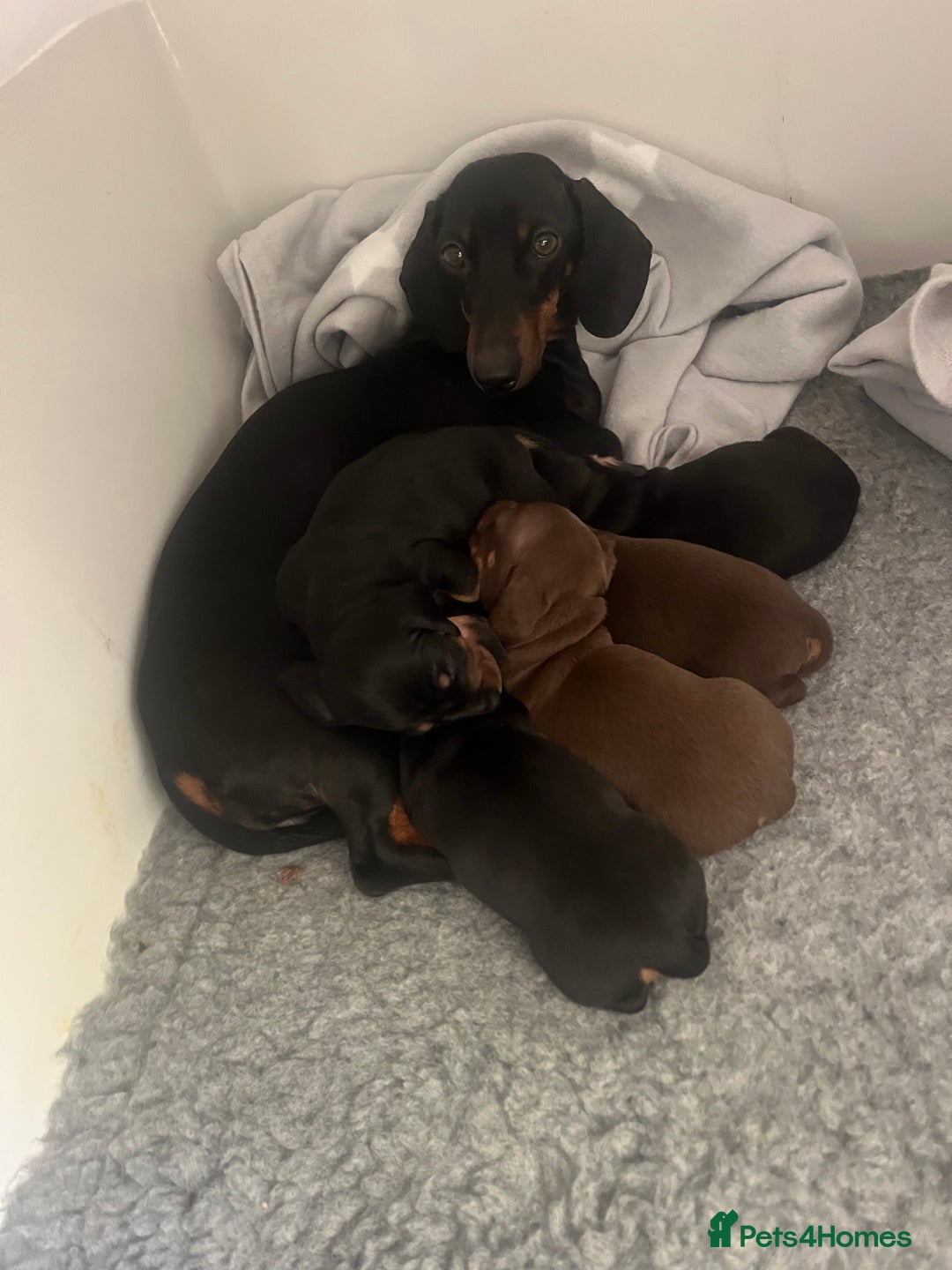 Miniature Dachshund dogs for sale: Beautiful Baby Sausages - Advert 14