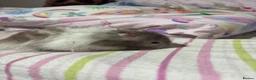 Hamster rodents for sale: Long hair Male Syiran hamster  - Advert 6