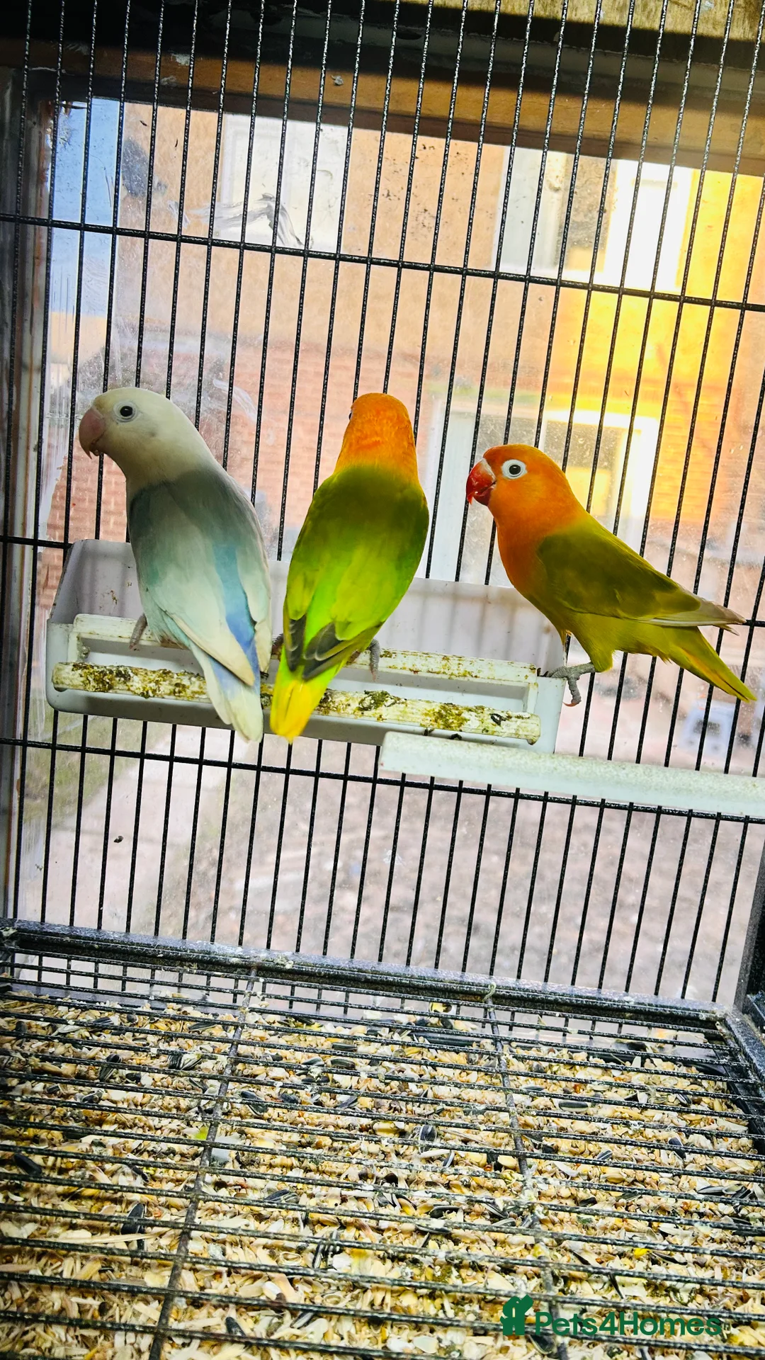 Lovebirds birds for sale: Various Fischer /masked lovebirds for sale  - Advert 9