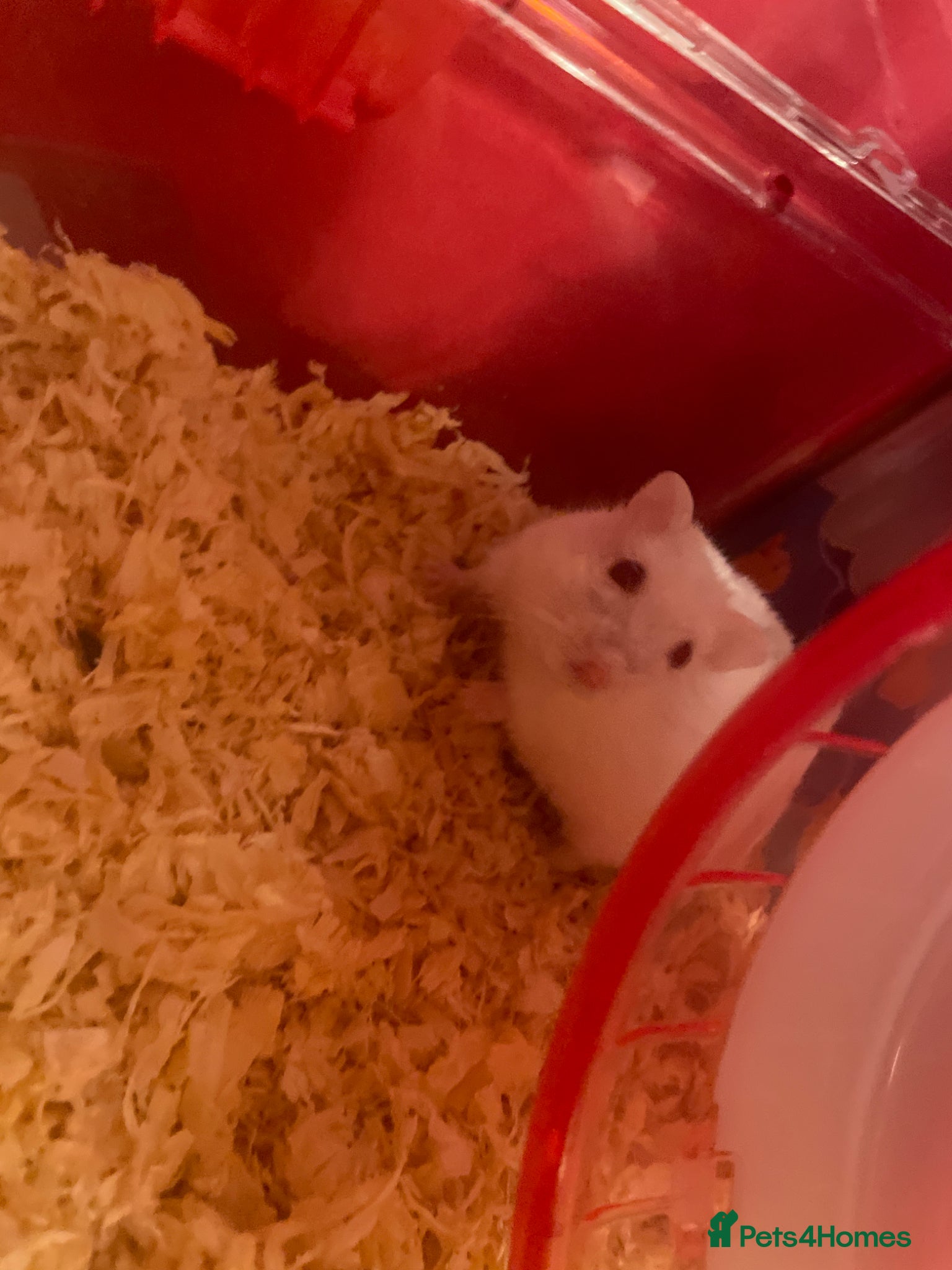 Hamster rodents Snow White Syrian hamster - Advert 1
