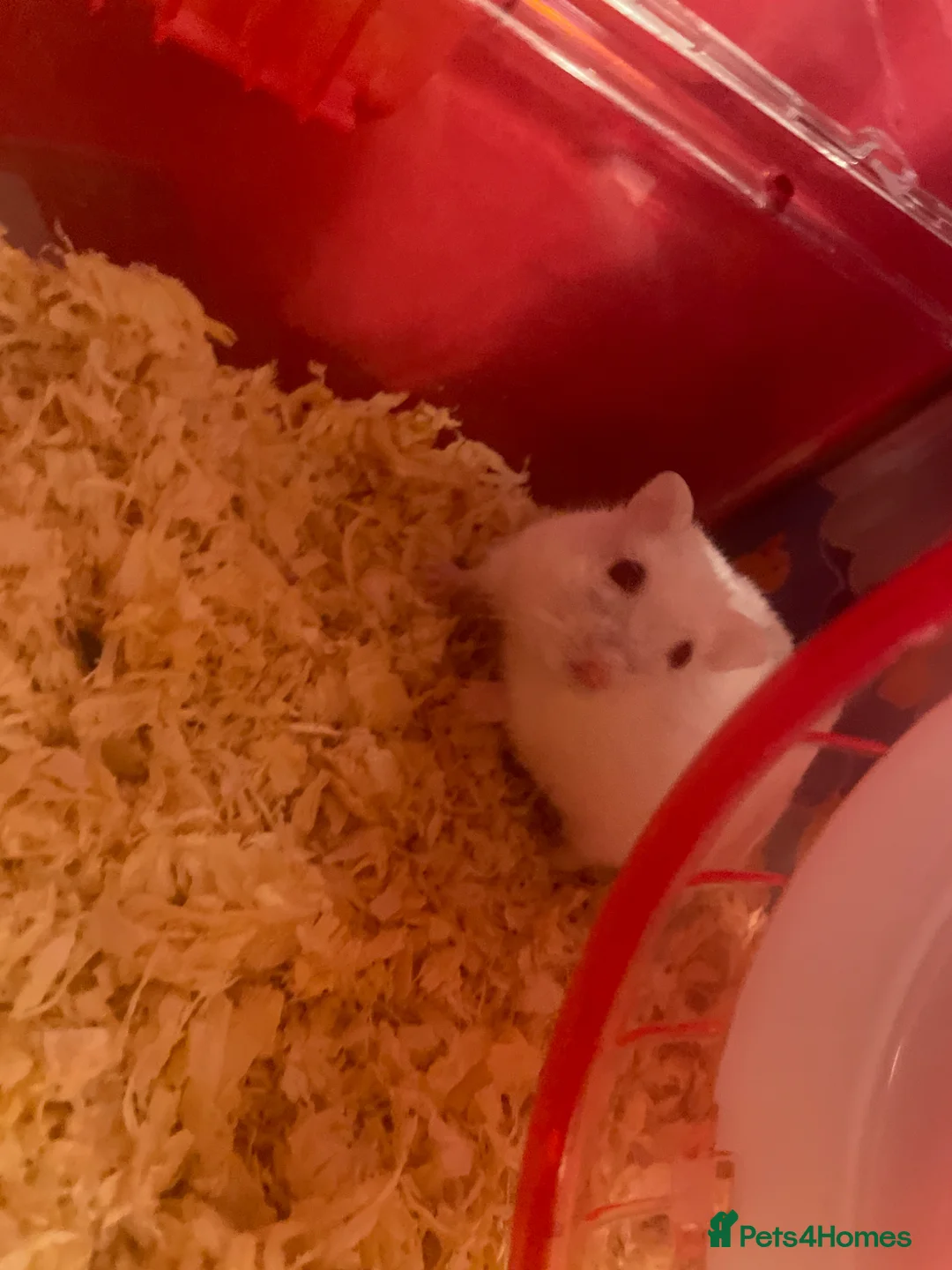 Hamster rodents for sale: Snow White Syrian hamster in Manchester - Advert 1