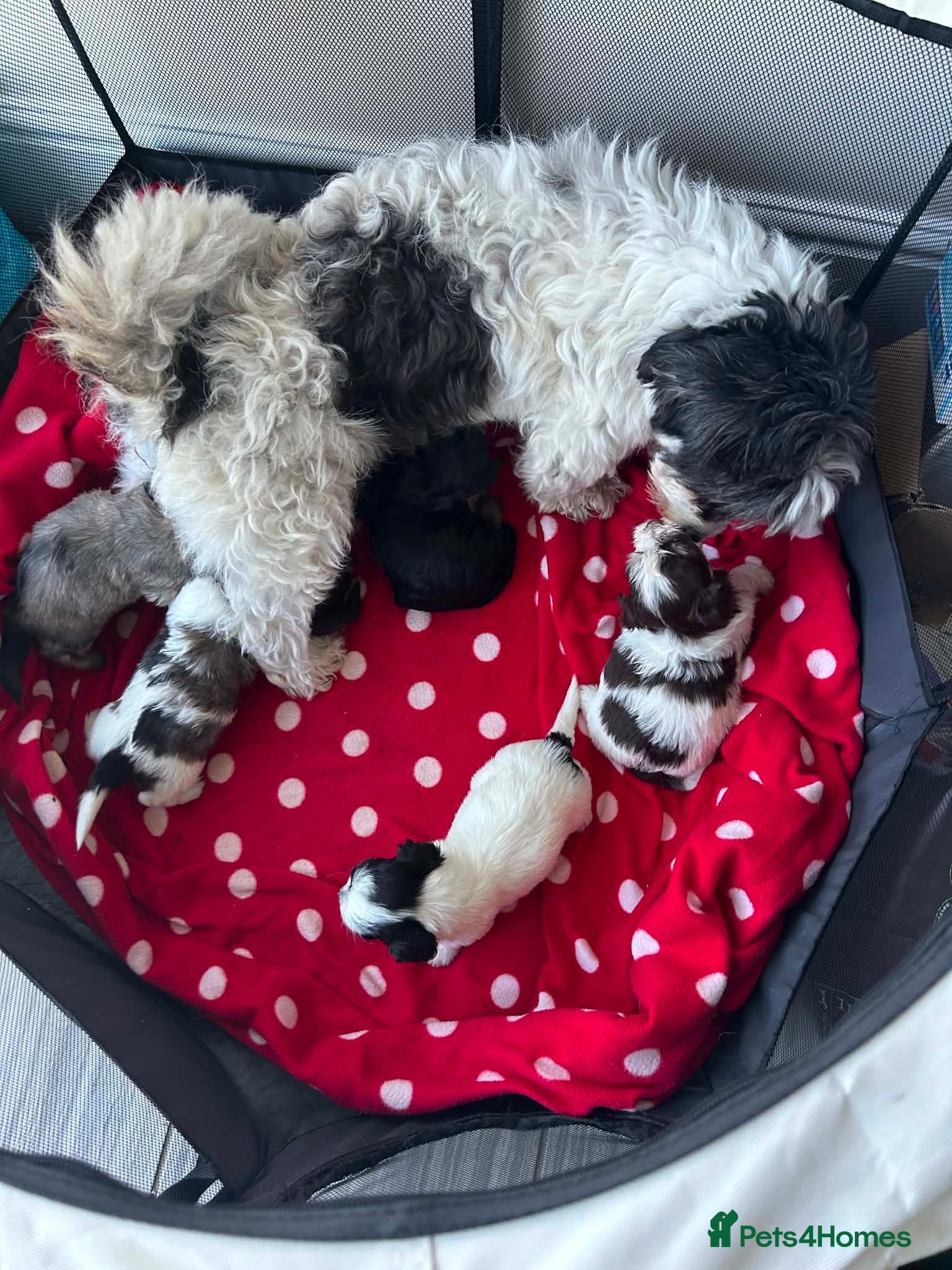 Havanese dogs Beautiful KC Registered Havanese Puppies - Advert 10