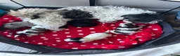 Havanese dogs for sale: Beautiful KC Registered Havanese Puppies - Advert 1