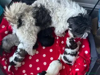 Havanese dogs Beautiful KC Registered Havanese Puppies - Advert 2