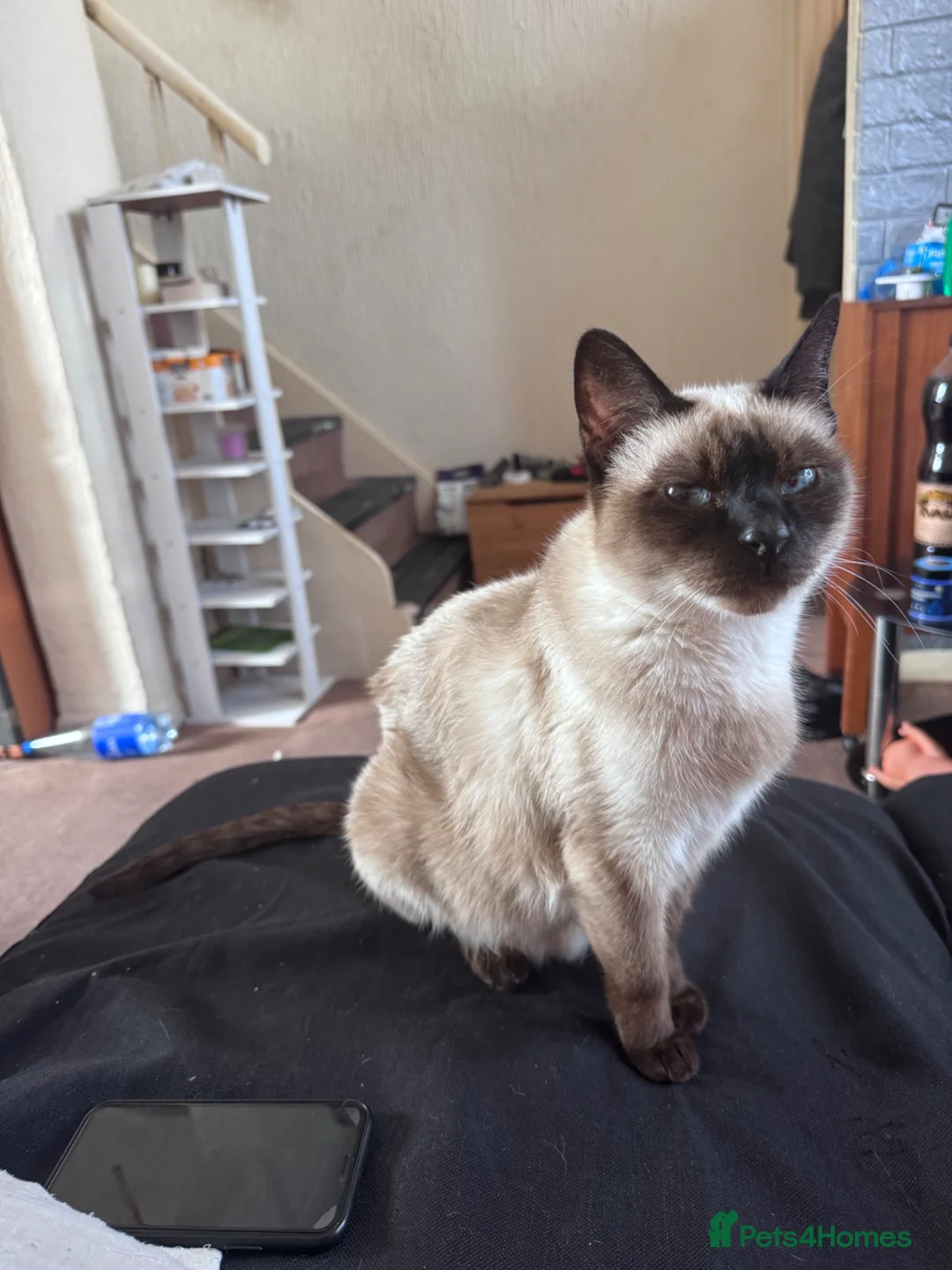 Siamese cats for sale: Siamese kittens for sale - Advert 1