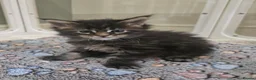 Maine Coon cats for sale: GCCF Registered Maine Coon Kittens  - Advert 2