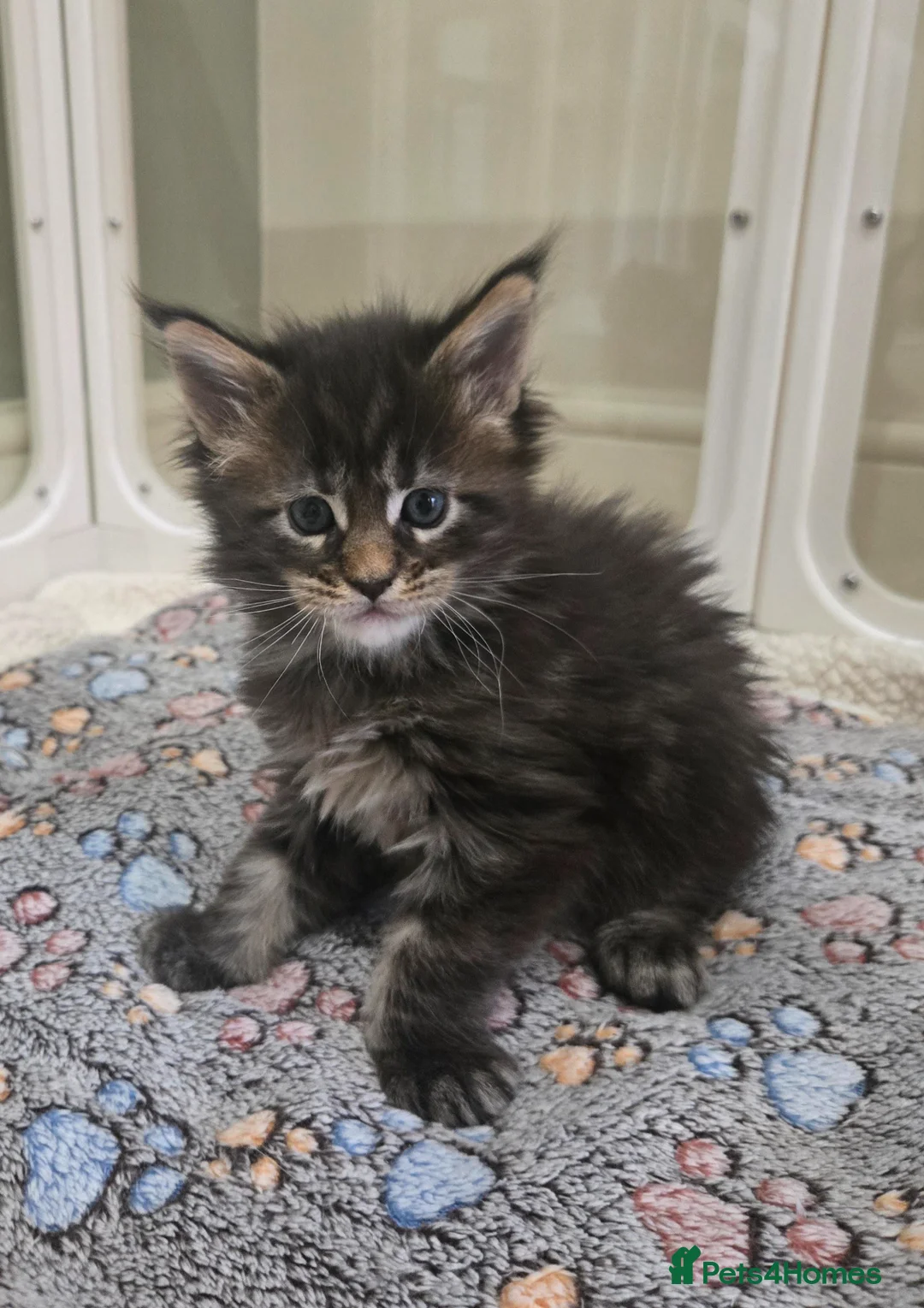 Maine Coon cats for sale: GCCF Registered Maine Coon Kittens  - Advert 2
