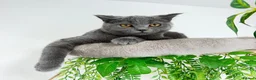 British Shorthair cats for sale: British short hair boy- GCCF registered - Advert 2