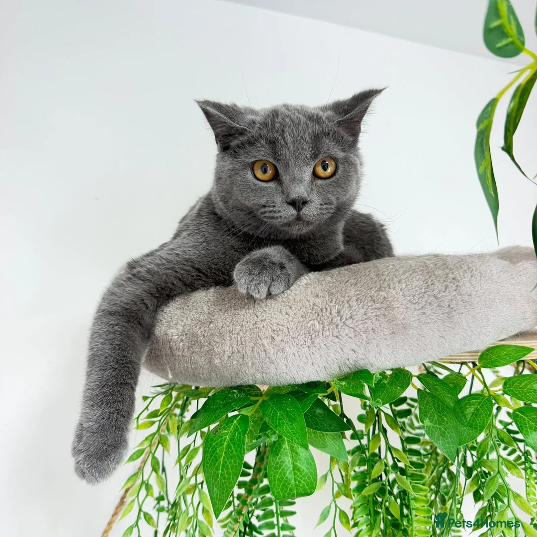 British Shorthair cats for sale: British short hair boy- GCCF registered - Advert 2