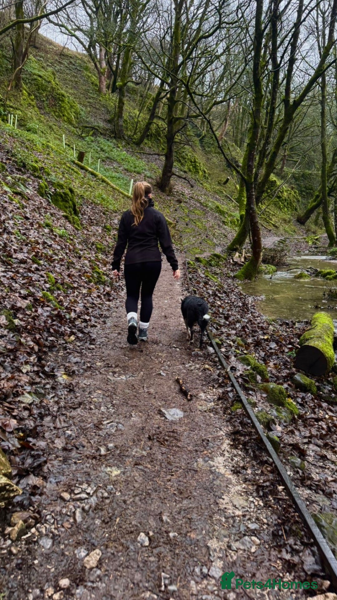 Border Collie dogs for sale: 2 border collie puppies - Advert 9
