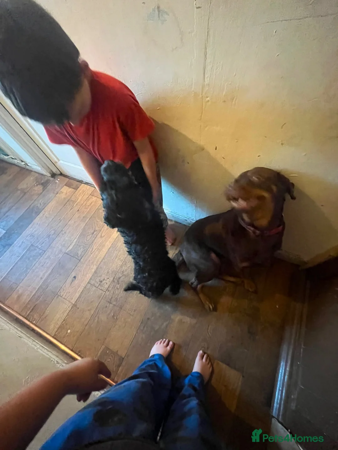 Mixed Breed dogs for sale:  **  Nibblet in Bordon - Advert 18