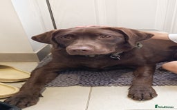 Labrador Retriever dogs for sale: Female Labrador 10 months old  - Image 1