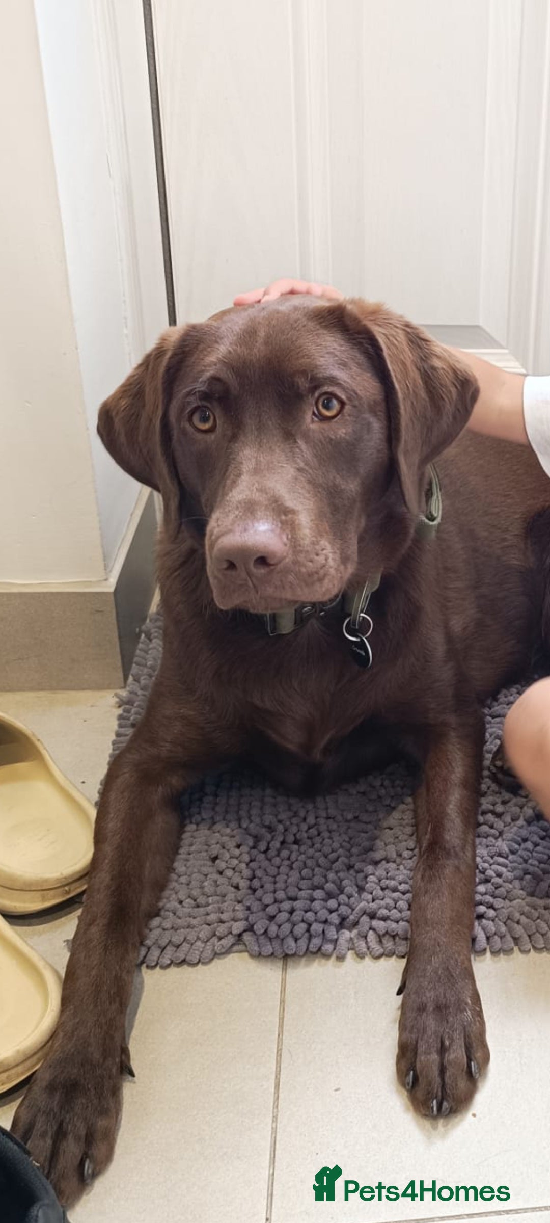 Labrador Retriever dogs for sale: Female Labrador 10 months old  - Image 1