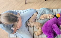 Golden Retriever dogs for sale: Beautiful Golden Retriever Puppies For Sale - Image 17
