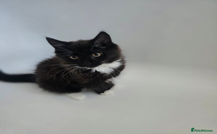 Mixed Breed cats - Advert 7