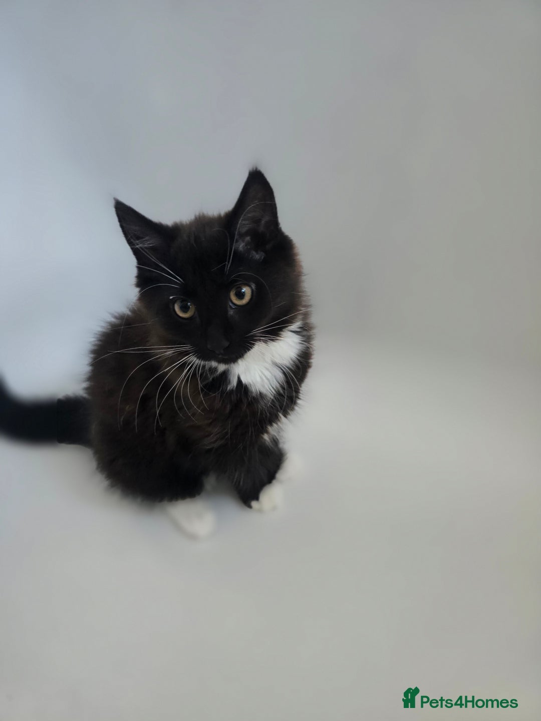 Mixed Breed cats for sale: Cute kittens  - Image 1