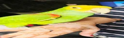 Parrots birds for sale: Double Yellow headed Amazon - Advert 8