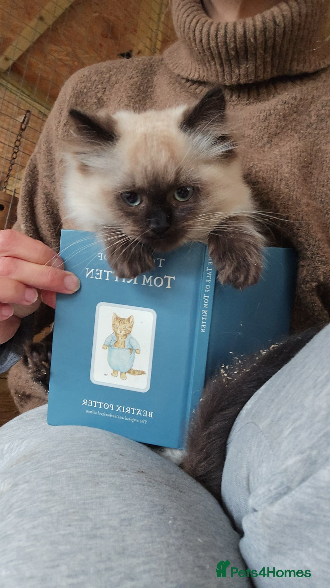 Ragdoll cats for sale: Captain Tom - Image 7