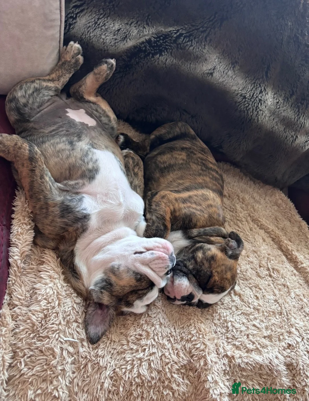 English Bulldog dogs for sale: Blue nicknamed Teacake - Advert 5