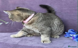 British Shorthair cats for sale: Lovely BSH kittens - ready for their forever homes - Image 17