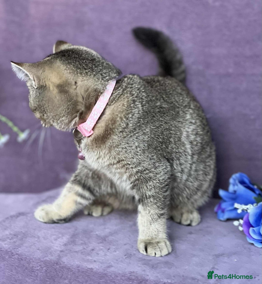 British Shorthair cats for sale: Lovely BSH kittens - ready for their forever homes - Image 17