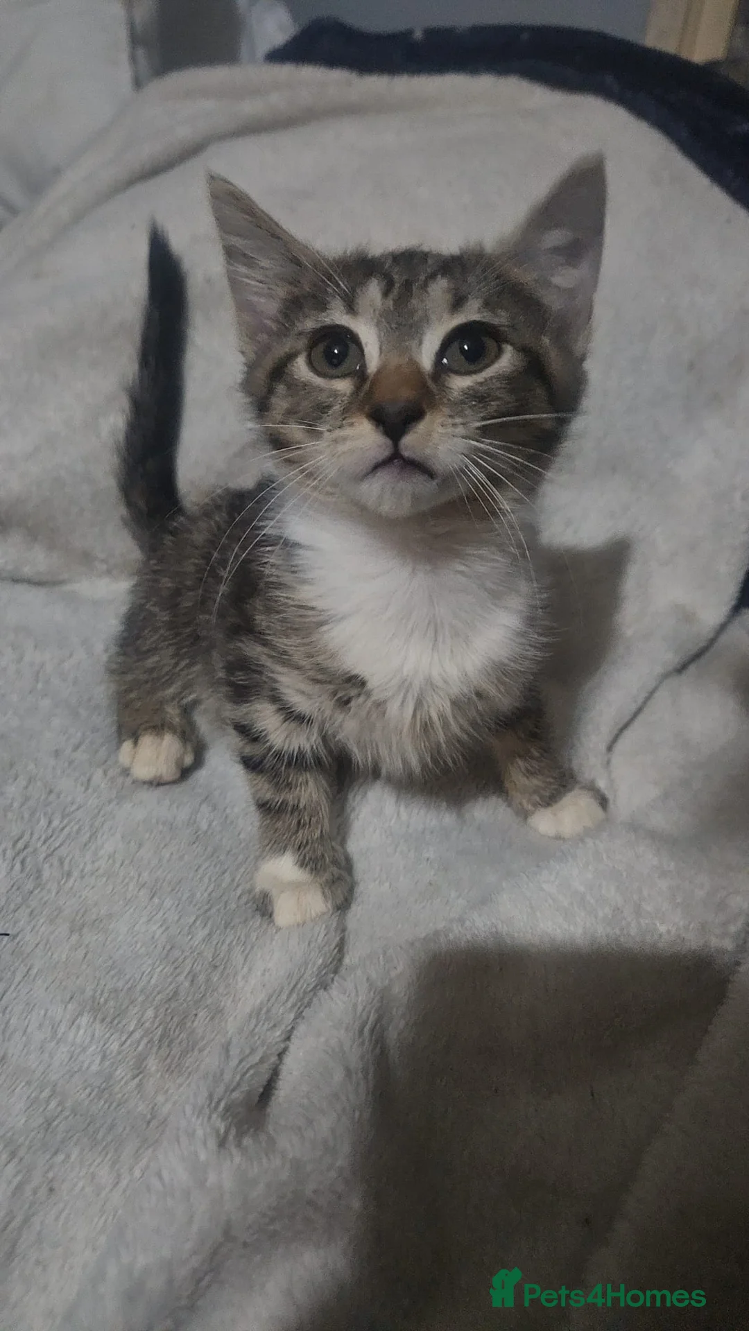 Mixed Breed cats for sale: Mixed exotic kittens - Advert 2