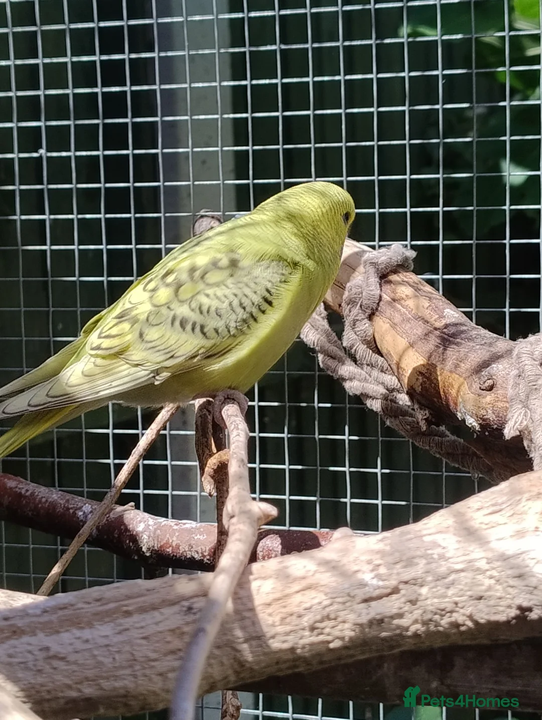 Budgerigars birds for sale: Baby budgies, easily tamed  - Advert 6