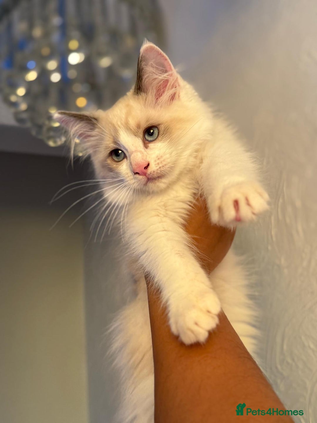 Ragdoll cats for sale: Pedigree Ragdoll kitten  - Image 2