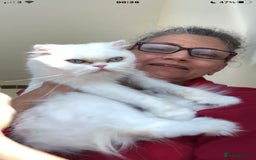 Persian cats for adoption: PRINCESS IS A CAT THAT WANT CUDDLES ALL DAY LONG ! - Image 2