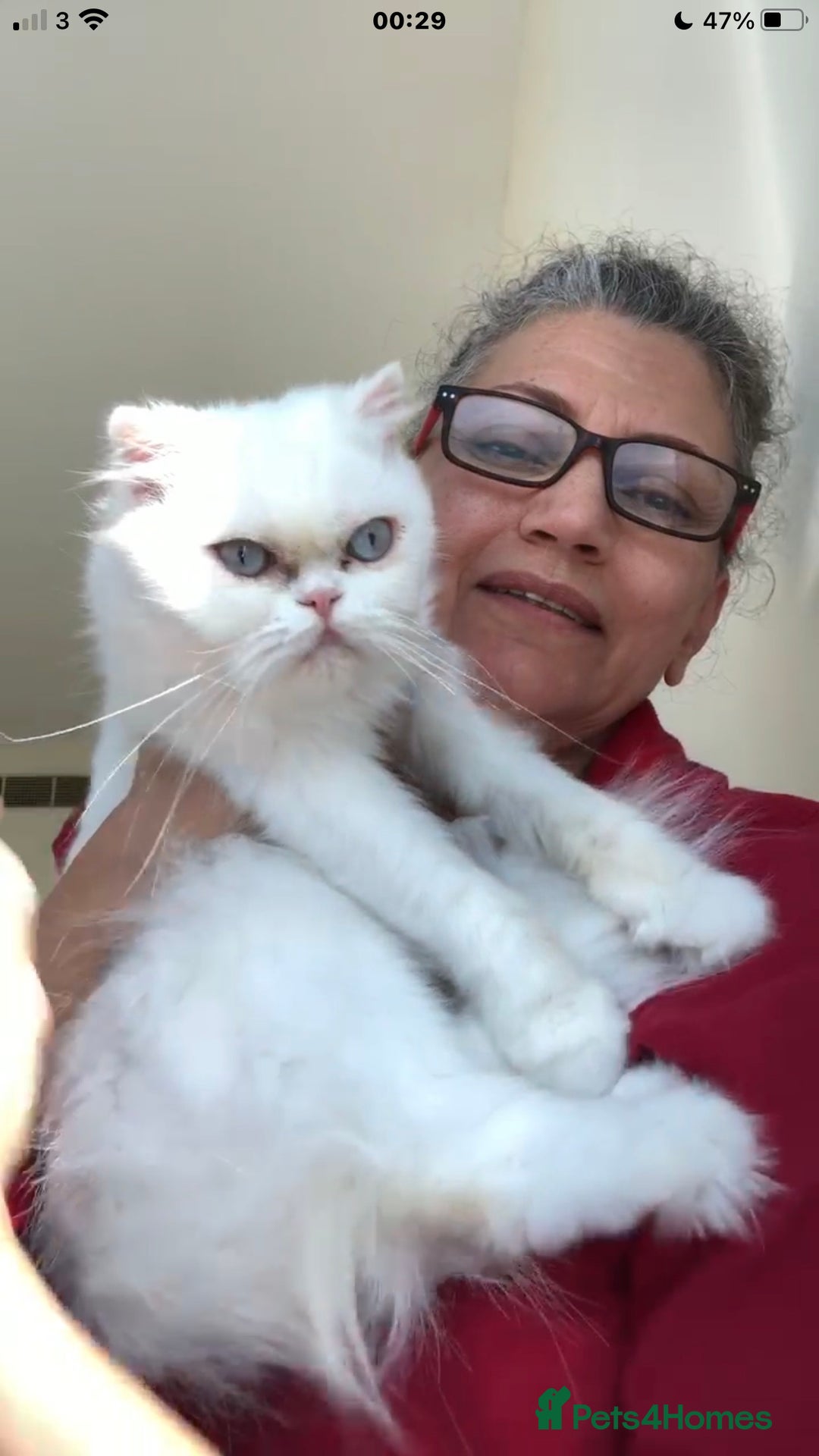 Persian cats for adoption: PRINCESS IS A CAT THAT WANT CUDDLES ALL DAY LONG ! - Image 2