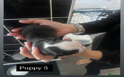Boston Terrier dogs for sale: MAGGIES BEAUTIFUL PUPPIES  - Image 11