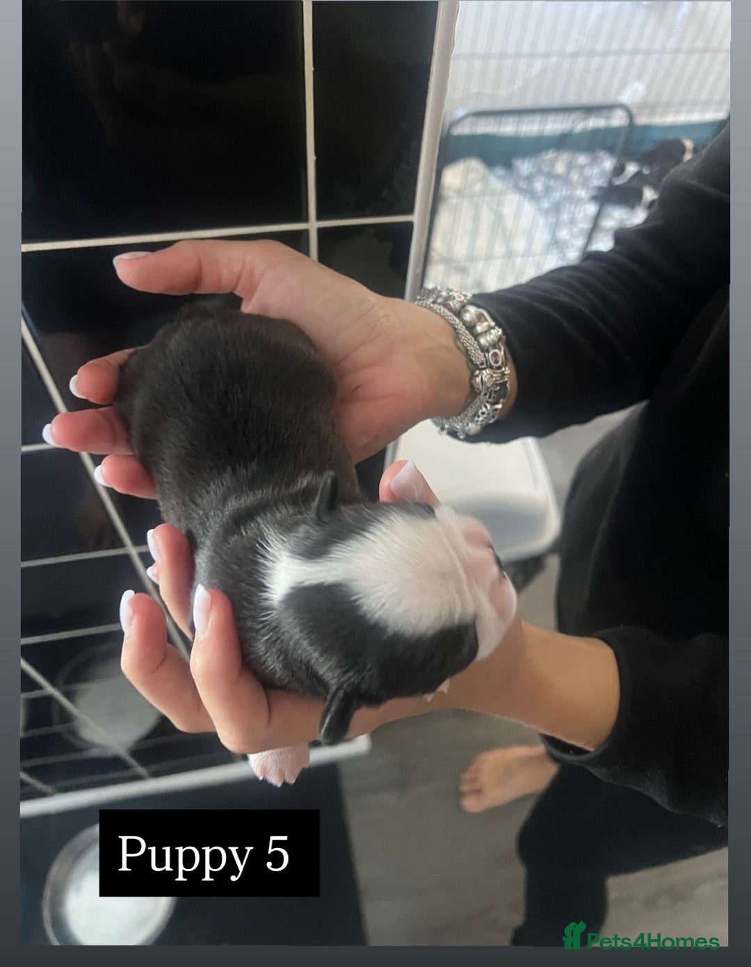 Boston Terrier dogs for sale: MAGGIES BEAUTIFUL PUPPIES  - Image 11