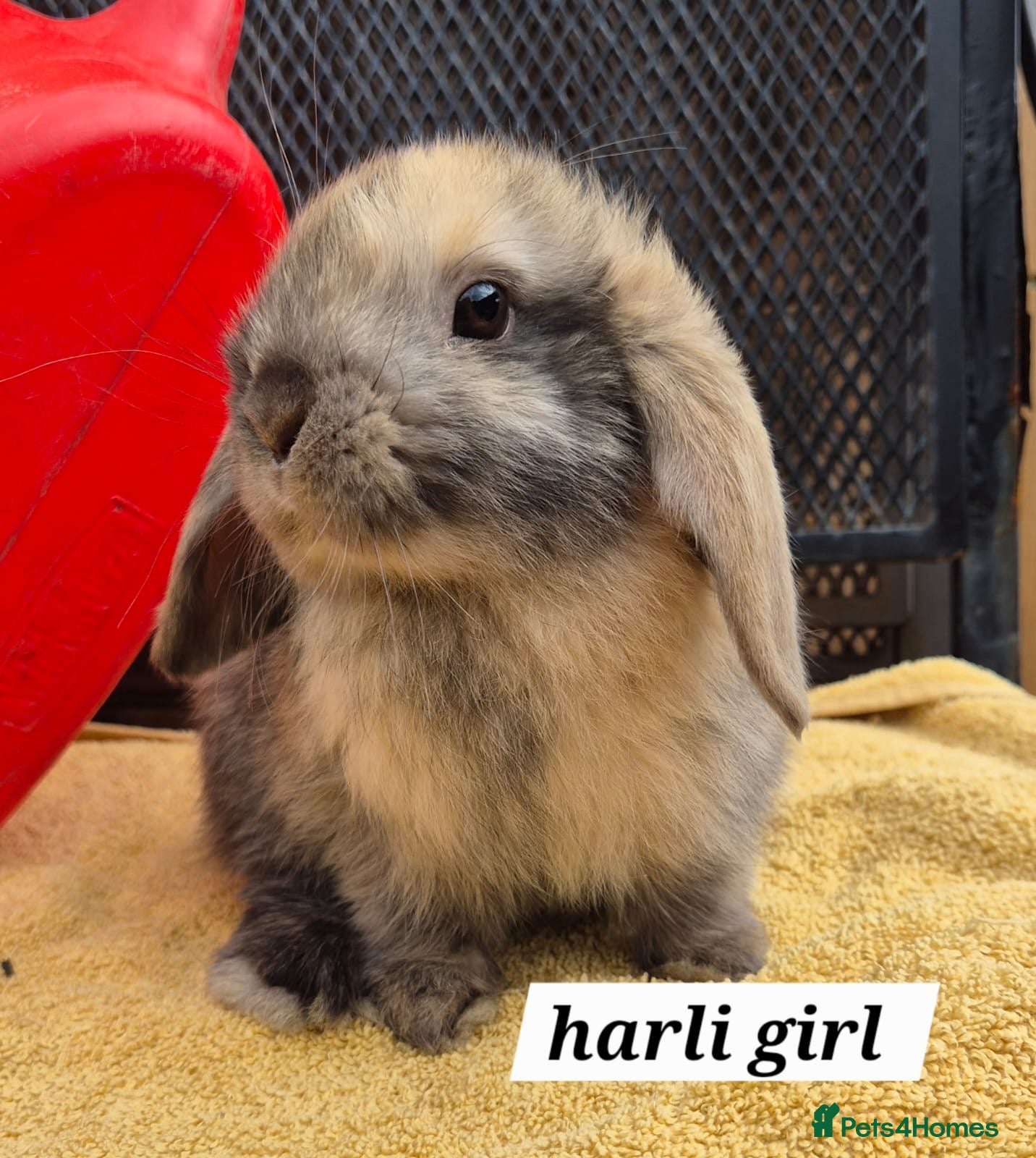 Mini Lop rabbits Beautiful Mini Lops 8 weeks old ready now  - Advert 11