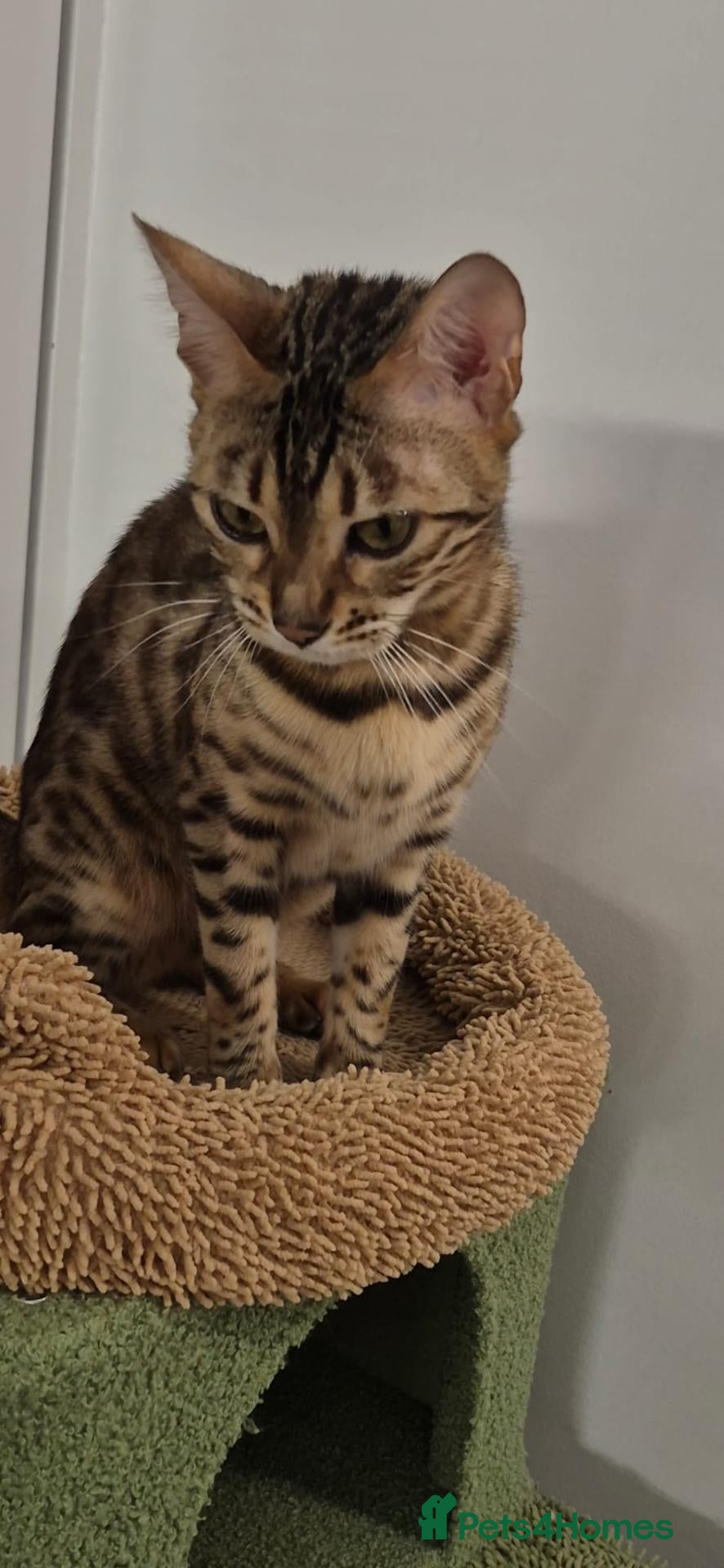 Bengal cats  female pure bengal  - Advert 1