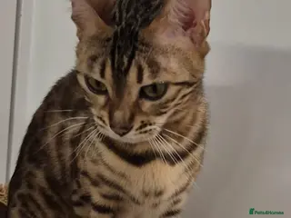 Bengal cats female pure bengal - Advert 1