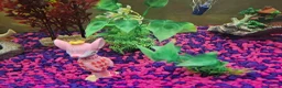 Bettas fish for sale: Female bata fish and cherry barbs  - Advert 2