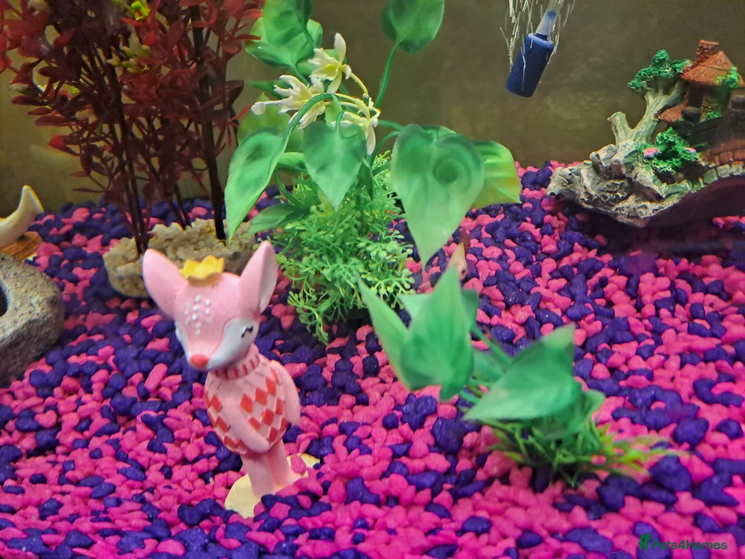 Bettas fish for sale: Female bata fish and cherry barbs  - Advert 2